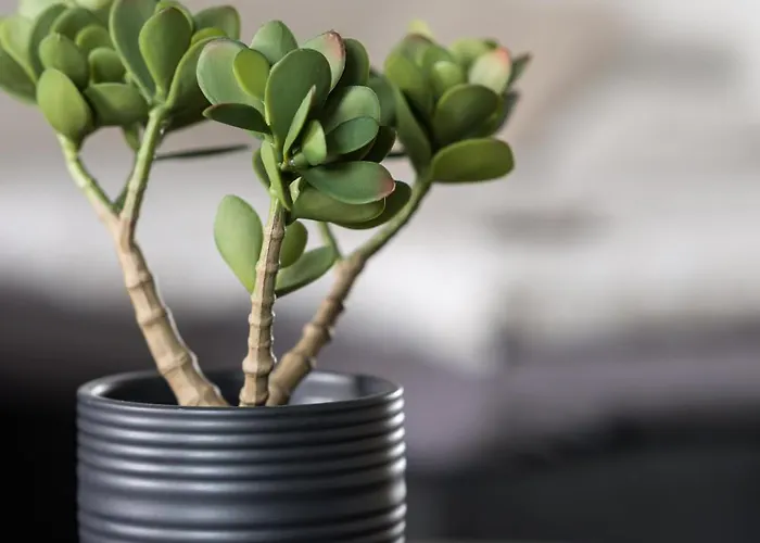 Pramea Asemankulma شقة كوبيو